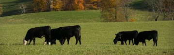 Contract Grazing